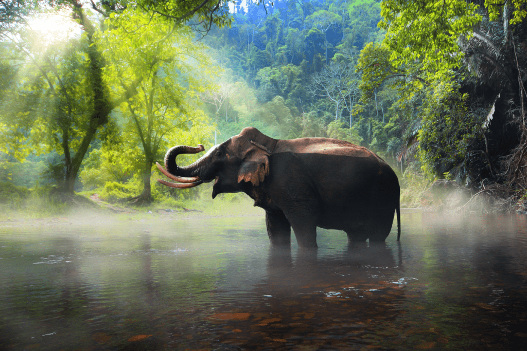 veilleuse-animaux-savane-elephant