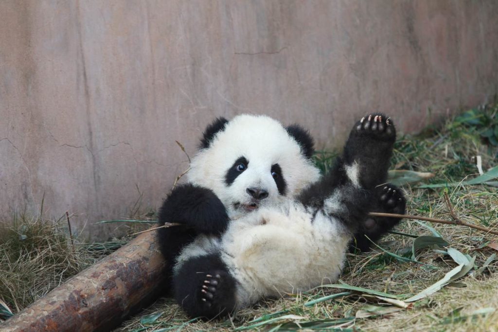 bebe-panda