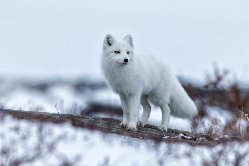 bebe-renard-polaire