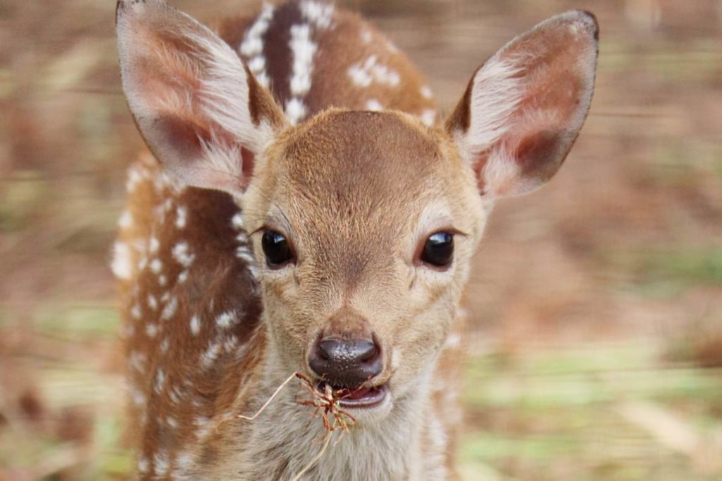 bebe-biche