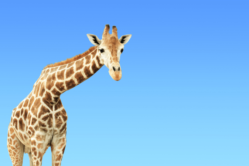 veilleuse-animaux-savane-girafe