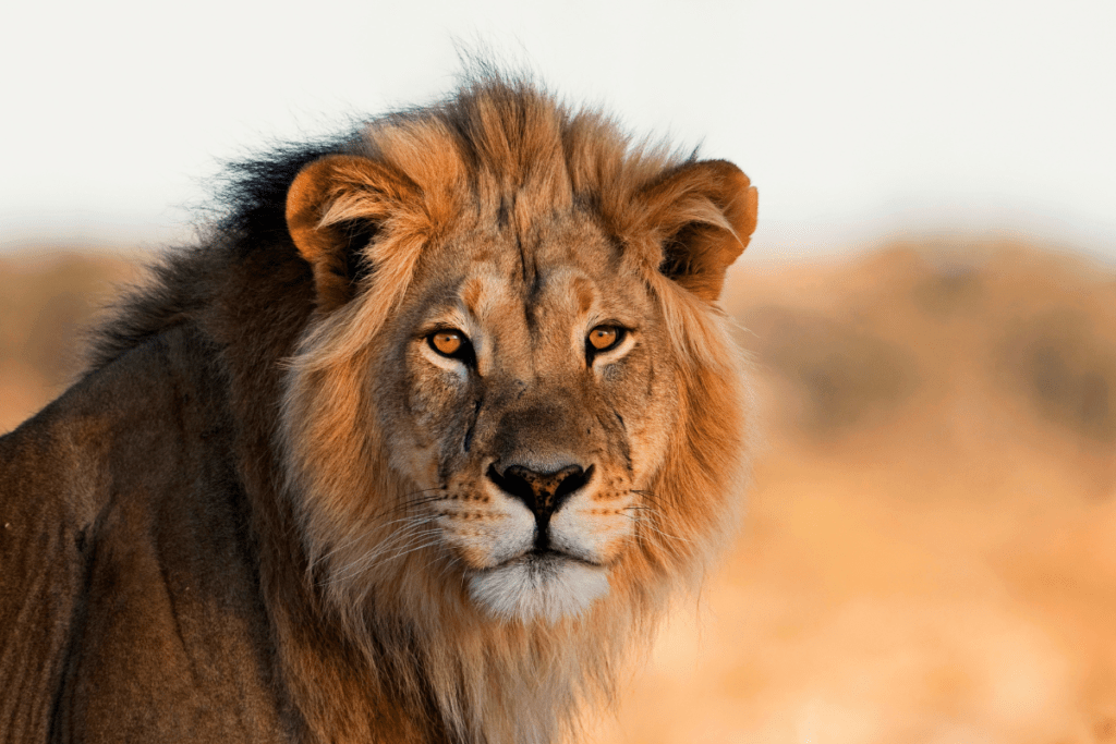 veilleuse-animaux-savane-lion