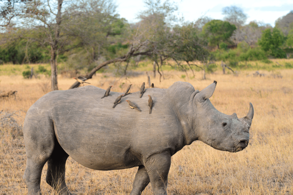  veilleuse-animaux-savane-rhinoceros