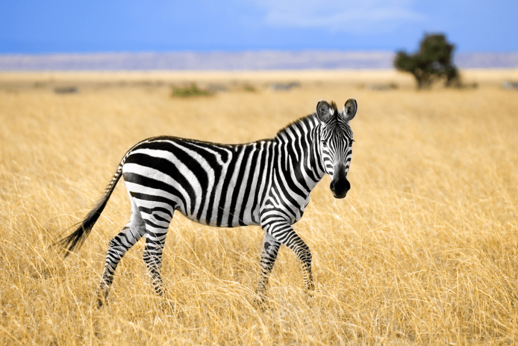 veilleuse-animaux-savane-zebre