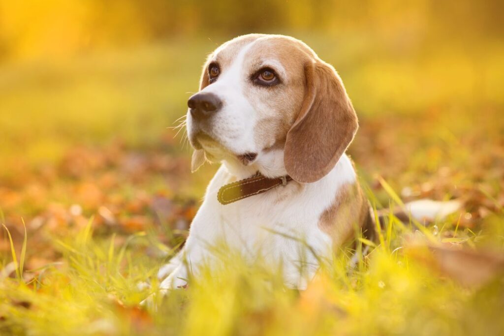 beagle-chien-compatible-avec-les-enfants