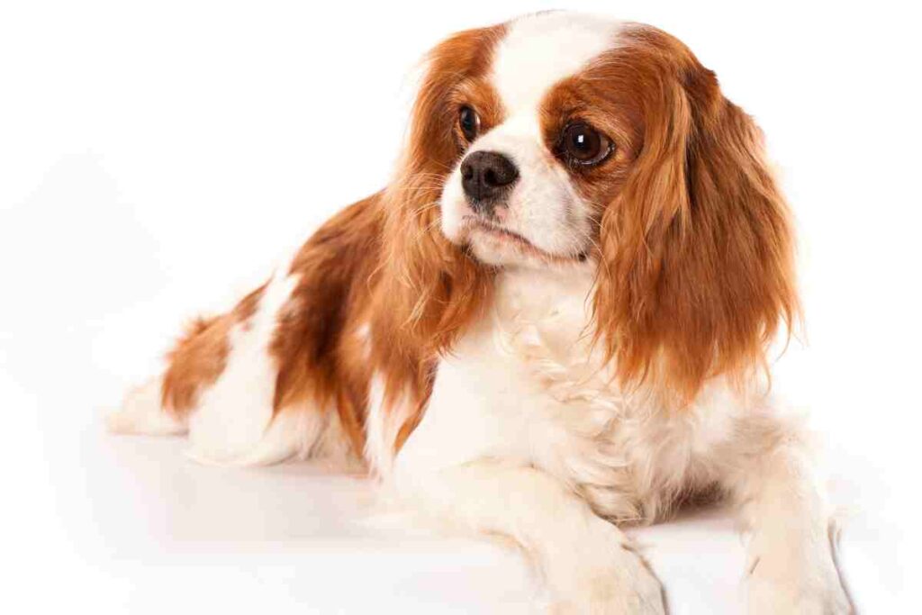 cavalier-king-charles