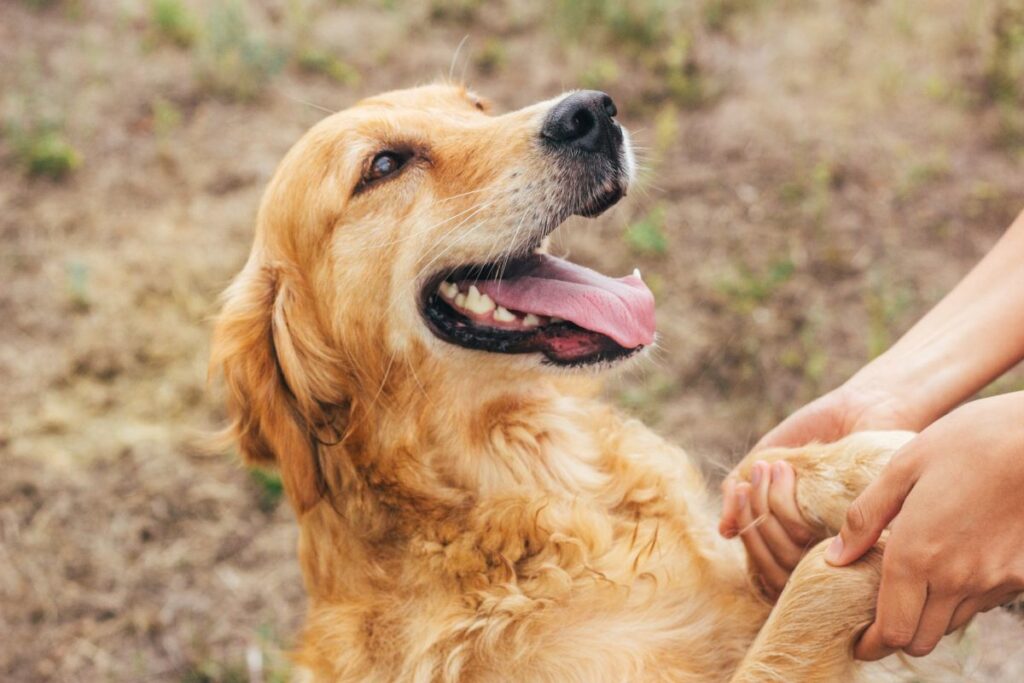 golden-retriever-chien-compatible-avec-enfant